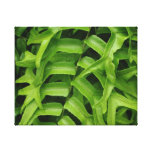 Fern Stretched Canvas Prints