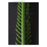 fern card
