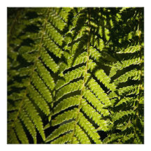 Fern • Card / Invitation