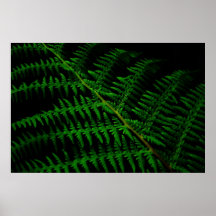 Fern leaf  print