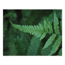 Fern Photographic Print