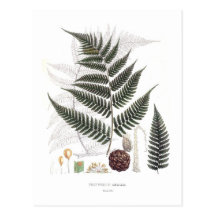Fern Post Card