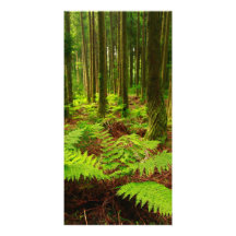 Ferns in the forest custom photo card