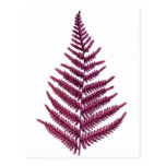 Ferns Post Card