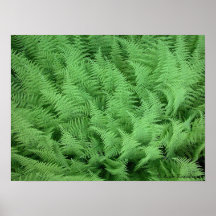 Ferns Posters