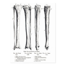 Fibula & Tibia  Postcard