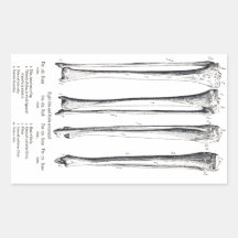 Fibula & Tibia  Sticker