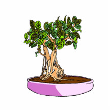 Ficus Bonsai Purple Tray Cut Out