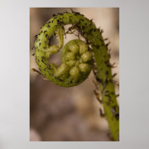 Fiddlehead Fern Posters