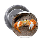Fiddler Crab On Beach Colourized Orange Pins