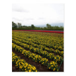Field II Postcard