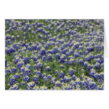 Field of Bluebonnets Cards