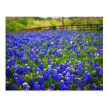 Field of Bluebonnets Postcard