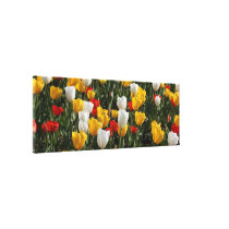 Field of Colourful Tulips: Wide Zoom View canvas prints