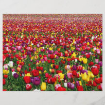 Field of multicolored tulips full color flyer