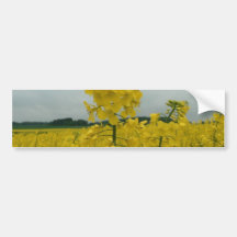 Field Of Oilseed Rape Bumper Sticker