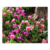 'Field of Springtime' Photographic Print