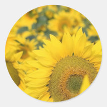 Field of Sunflowers Sticker
