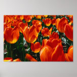 Field of Tulips Posters