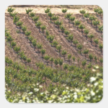 Field Of Vines Square Sticker