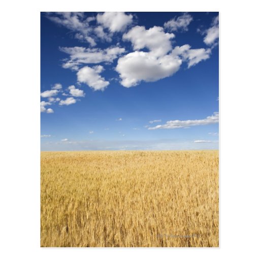 Field of wheat postcards