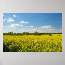 Fields in Yellow Print