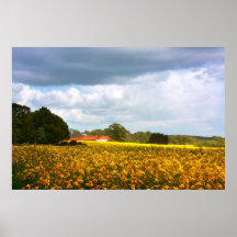 Fields of rape in springtime posters