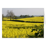 Fields of Yellow (2) Cards