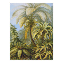 Filicinae (Ferns), Ernst Haeckel Post Card