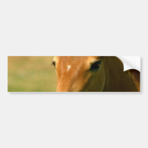Filly Bumper Sticker