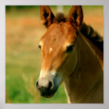 Filly Horse Print