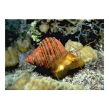 Filose turban (Trubo cailletii) Shell Announcement