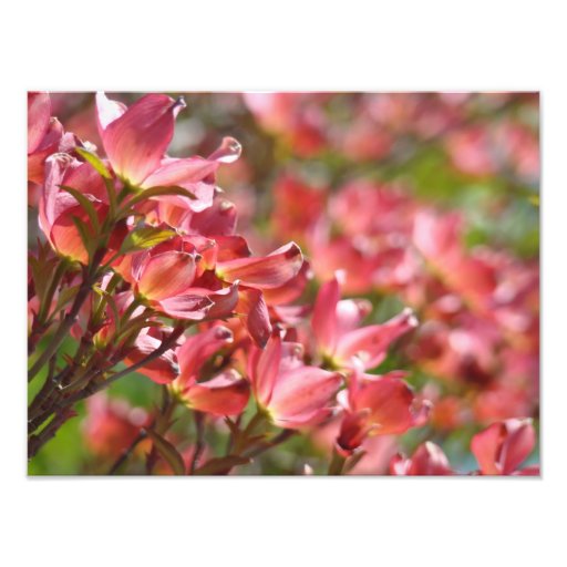Fine Art Photography Pink Dogwood Flowers Floral