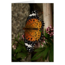 Finnish-Hyvää Syntymäpäivää-butterfly Card