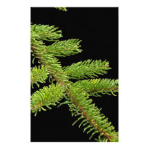 Fir tree barnch stationery design