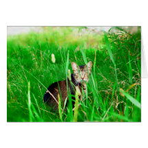 Firefox Feral Cat Oil Painting Cards