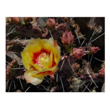 First Blossom Postcards