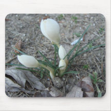 First bud, White Mouse Pads