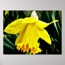 First sign of Spring Posters