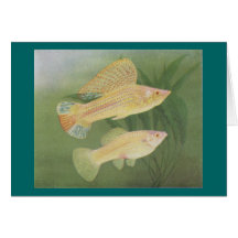 Fish - Albino Mollies - Poecilia latipinna Greeting Cards