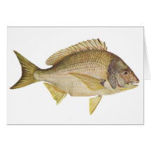 Fish - Black Bream - Mylio australis Greeting Cards