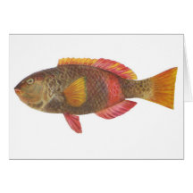 Fish - Crimson-Banded Parrot Fish Greeting Card