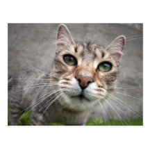 fish-eye cat postcard