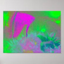 Fish Eye Posters