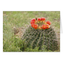 Fish-Hook Barrel Cactus in bloom Greeting Cards