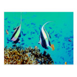 Fish in Fiji Waters Postcard