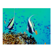 Fish in Fiji Waters Postcard