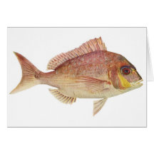 Fish - Red Bream - Chryosophrys guttuatus Greeting Cards