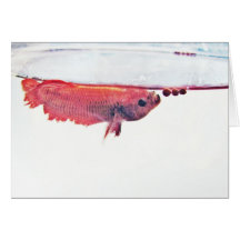 Fishbowl Card