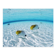 Fishes in the sea 2 post card
